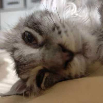 mooncake_iiiovo's profile picture. Two cats from China, one is called Mooncake and the other is called Dosa.🐱