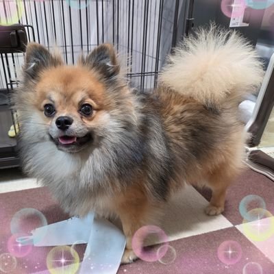 rippana_ohana's profile picture. 大相撲(玉鷲贔屓)、懸賞、overthesun。ゆーりんちー。17でAVM脳出血術後症候性てんかん。R4海馬萎縮発覚、発作原因ハッキリとは不明、満身創痍。機能不全家族育ち。子宮内膜増殖症、持病多々。情報交換よろしく。手帳、ヘルプマーク所持。アトピー♀/ポメチワ♂ふくすけ