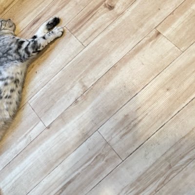 nphenite's profile picture. 