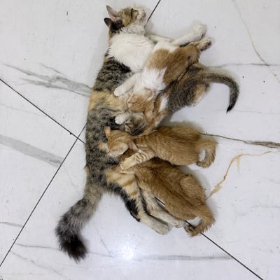 fowsar27's profile picture. 