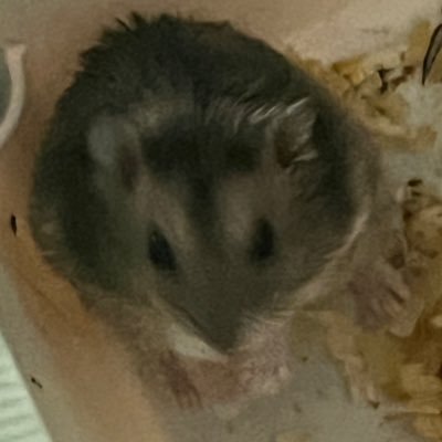ga55520's profile picture. 