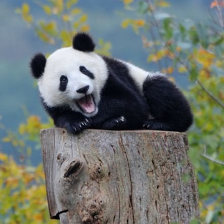 Naturepandahq__'s profile picture. 🐼 Chillin’ in bamboo vibes🐼