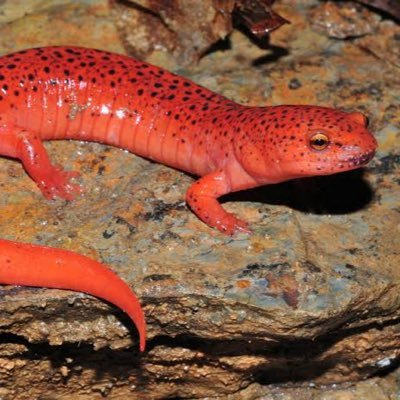 IAMEMOT1ONLESS's profile picture. 