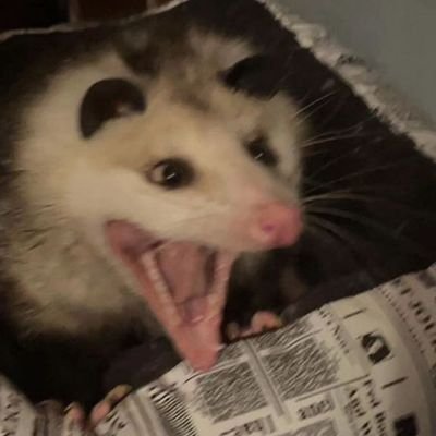 Gabrielmar1900's profile picture. i devasted
1° ministro da coitadolandia 
derrubo farofa em muie bonita
sdds zua d bike