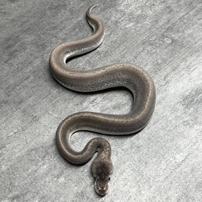 Kamiya_0's profile picture. ボールパイソンに沼りました。蛇全般好きです。神社とタトゥーも好きです。仲良くしてください🙇
