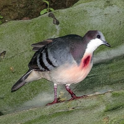 @vargropien