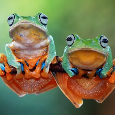 goldfishhsu's profile picture. BTC to the moon