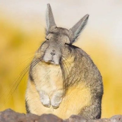 mrdanielolash's profile picture. web 3 developer currenly writing solidity,clarity and move willing to collaborate with  mutiple project