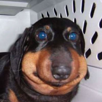 bhairavioli's profile picture. little evil rascal