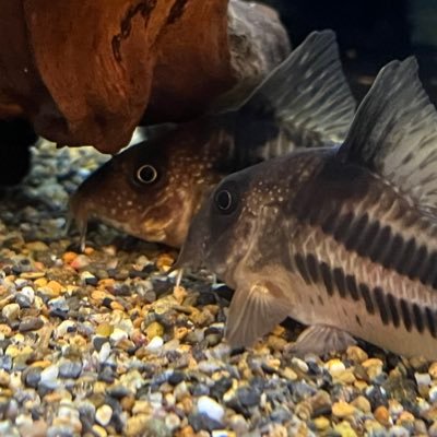 hiro_nishi24's profile picture. コリドラスとアニメが好きなオヤジです。推しの声優は水瀬いのりちゃん🍀いのりまち町民🍀 投稿はほぼしません