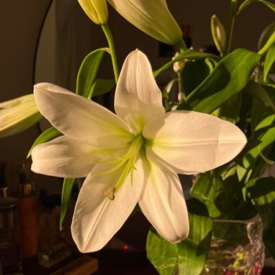 noirsparrowv's profile picture. 