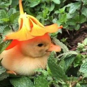 NuToriousWill's profile picture. @NuToriousGG Owner