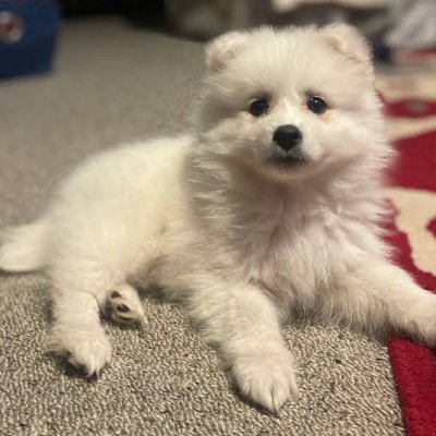 @_dogrescueUK