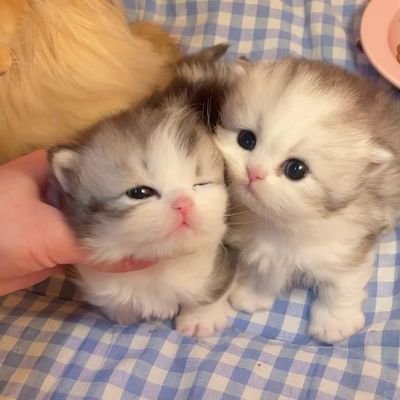 LMSY_SUPPORTER's profile picture. ติ่ง GL