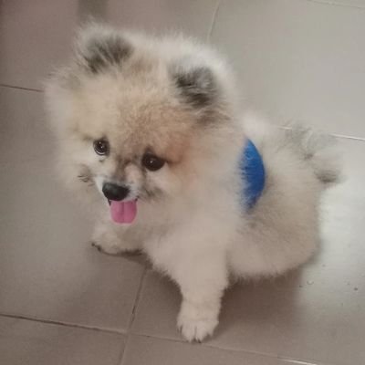 Sri55105Thng's profile picture. 