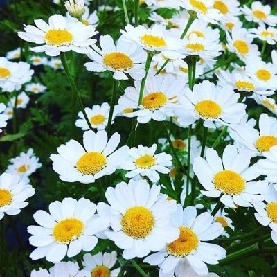 gzmm344's profile picture. Mustafa Kemal Atatürk 🇹🇷

Hemşire 💉

İstanbul🍀

Fenerbahçe 🕊️

Uykucu😴