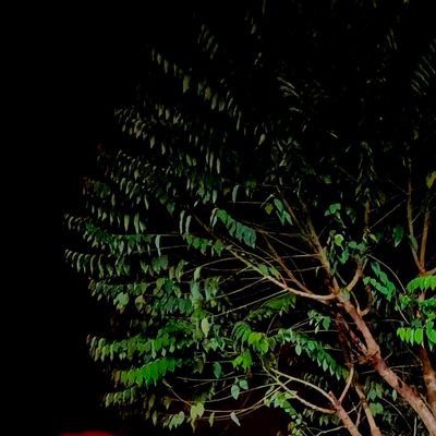 WatKha20278's profile picture. นางรอง