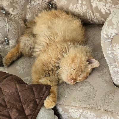 marcofario's profile picture. Dios, familia, amigos, perros, gatos, me pudre lo injusto. Detesto el populismo en Ecuador. Emelec, por siempre.