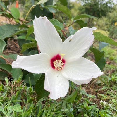 tlaffox's profile picture. 