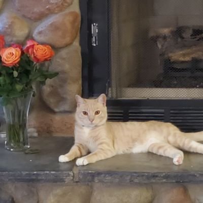 imgabster's profile picture. Blue dot in a very red place.
Critical thinking is sorely missing in society as a whole.
Cat lover