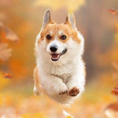 Butterfly12T's profile picture. ♡ Dogs are the best ♡ Be kind to animals ♡ I love corgis ♡
♡ Corgi is love ♡ Corgi is good ♡ Corgi is everything ♡