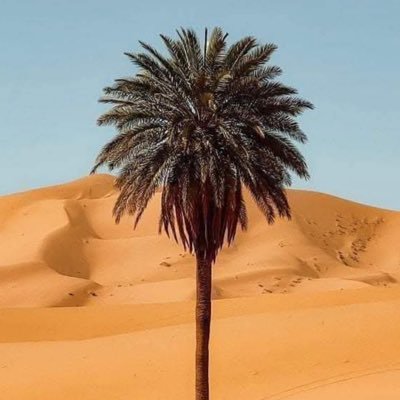 abokaleedw's profile picture. 