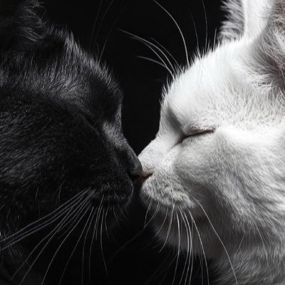 _m_ghrbli_'s profile picture. 🐺🦅