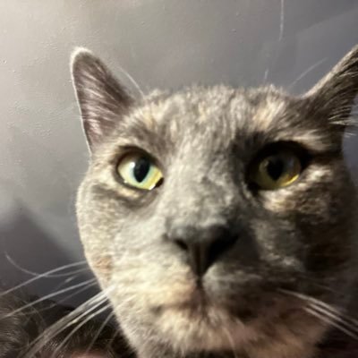 Catkid5785's profile picture. Yes, when it comes to evil, I do not have “nuance.”  I am against evil.