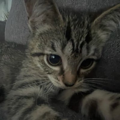 stablestream's profile picture. 