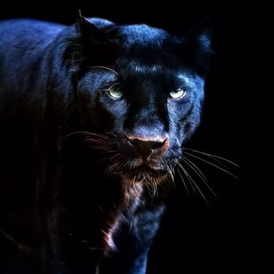 metal10313's profile picture. 