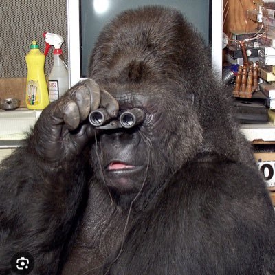 PlanetJanet91's profile picture. 🇨🇦🔯🇮🇱