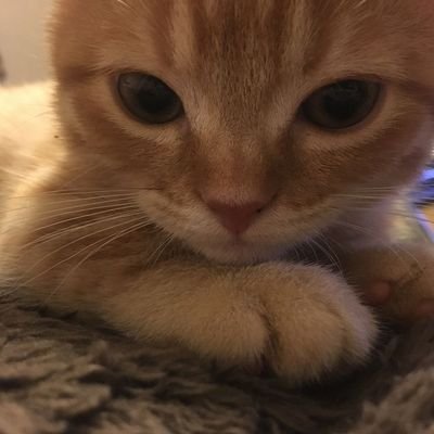 lisafairy_3's profile picture. 🧸
22
