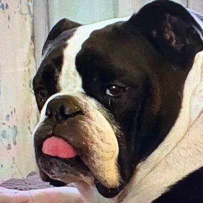 stealrule's profile picture. Veteran of the 82nd airborne 16R