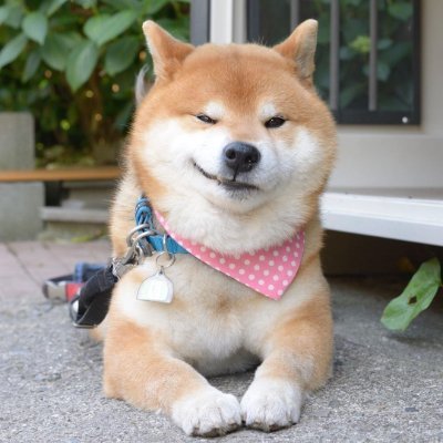 zoradawgy's profile picture. 