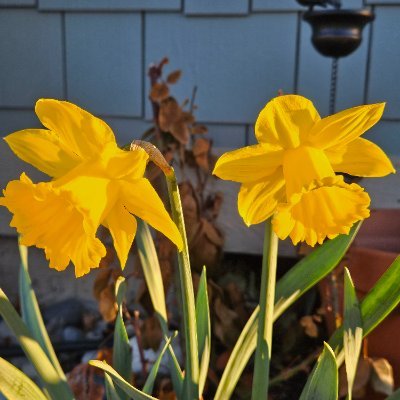 HeathMelin52758's profile picture. Woman, wife, dog lover, avid gardener
