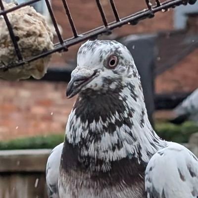Pigeonfriendさんのプロフィール画像