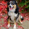 Skye27091593's profile picture. Border Collie