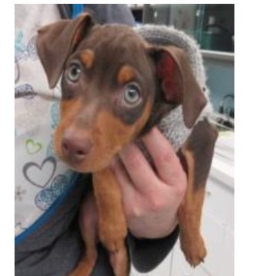 rosemarydianna's profile picture. 