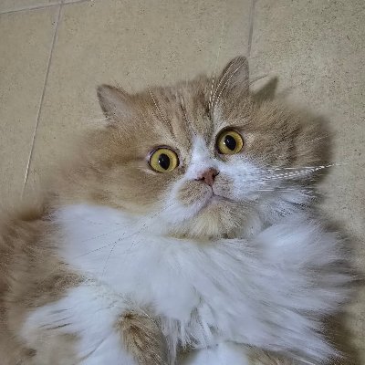 Snughug1's profile picture. Snuggums & Pohpoh ❤️ Joan ❤️ , Jude 🌈, Bale 🌈   https://t.co/bN1yXvEqwm