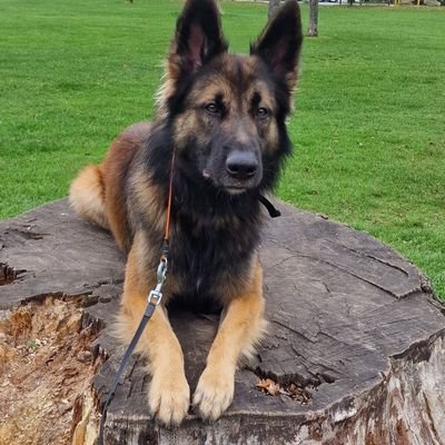 Jooe_jitsu's profile picture. do not look here