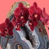 geodeorchid86's profile picture. 