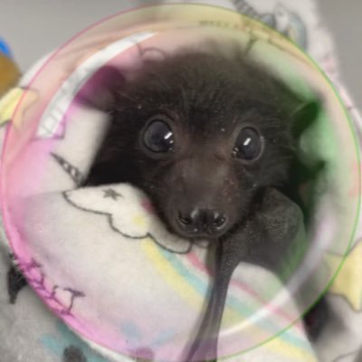 lacrymariia's profile picture. °❀⋆.ೃ࿔*:･ like a comet pulled from orbit... 🫧