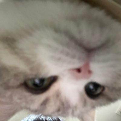 minddounggi's profile picture. 슈가걸