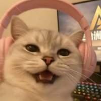 stonefreeⓂ️Ⓜ️T (@yifansun21) 's Twitter Profile