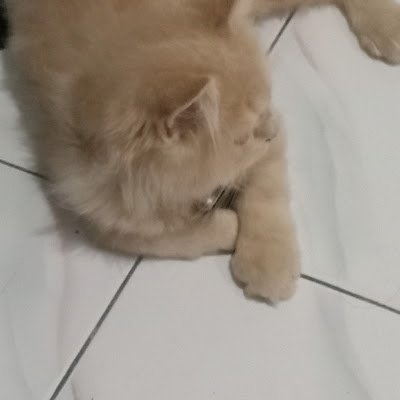 DediantoSa44999's profile picture.