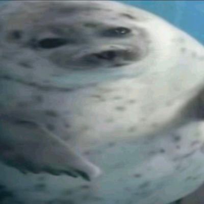 lovingSlop's profile picture. I absolutely love bbw and fat girls 
they make me so nervous and hot