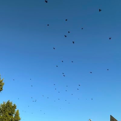 saya_nomura's profile picture. 