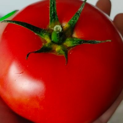 MajonezowaKaczk's profile picture. 