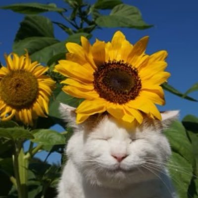 thisisdyy_'s profile picture. 💭🥀