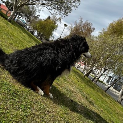 GugaFredes's profile picture. biografía no autorizada.